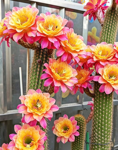 🌵 Ismerd meg új legjobb barátodat – a Gymnocalycium baldianum kaktuszt! 💕