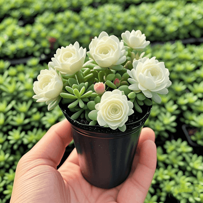 Dupla Rózsa Orchidea Hagymák – Tűrőképes és Illatos