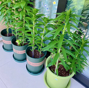 🌺Illatosított liliomhagymák – frissek és édesek