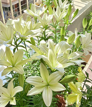 🌺Illatosított liliomhagymák – frissek és édesek