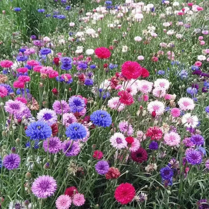 🌼 Egész évben virágzó búzavirágmagok - egy igazi növény 🏡✨
