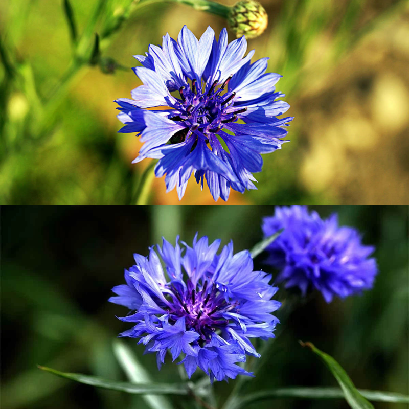 🌼 Egész évben virágzó búzavirágmagok - egy igazi növény 🏡✨